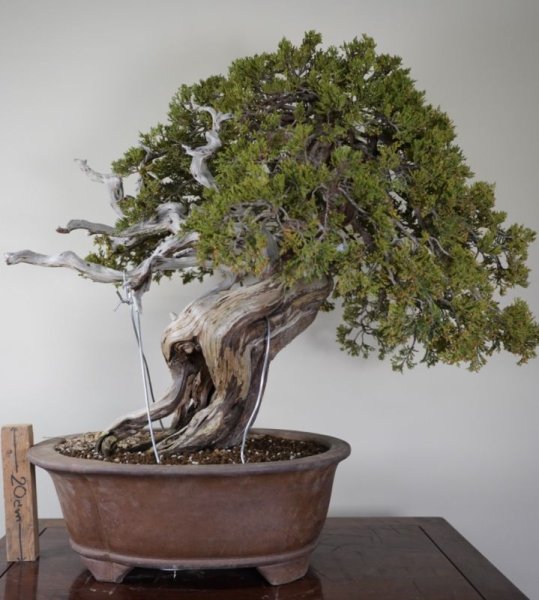 画像2: No.AN3317  スペイン真柏 (2)