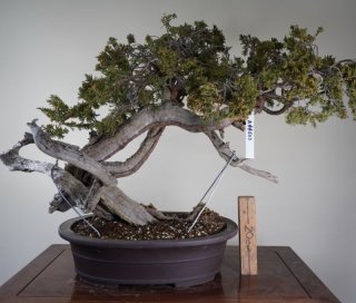 [盆栽]真柏(スペイン)/離島と豪雪地以外全国配送可❗️ KOKON-Shopify-_-_-ver4.jpg?