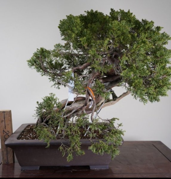 画像2: No.AN3313  スペイン真柏 (2)