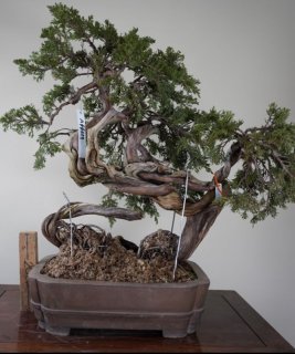 盆栽]真柏(スペイン)/離島と豪雪地以外全国配送可