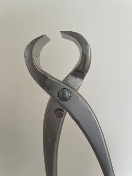 画像4: No.8040  白染めサツキ用根切 (4)