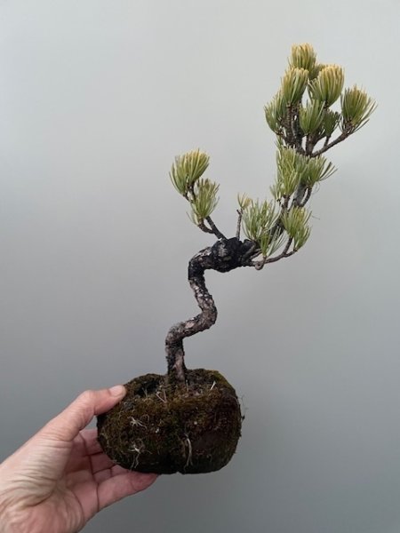 画像1: No.TB0103  五葉松 (1)