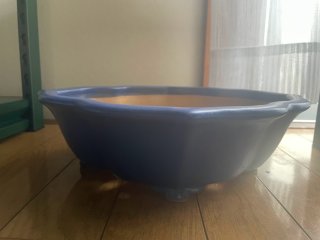 No.KA4443黎鳳 - Bonsai Network Japan