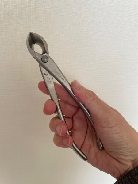 画像4: No.8116  白染め又枝切(小) (4)