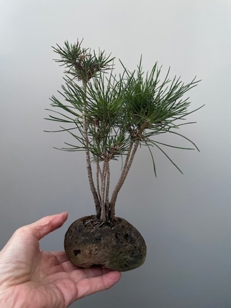 画像1: No.TB0105  黒松 (1)