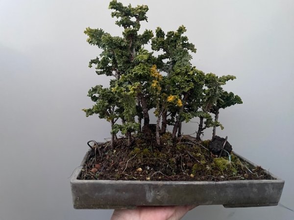 画像1: No.TB0107  ひのきの寄せ植え (1)