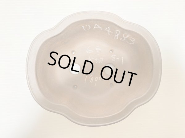 画像4: No.DA4883 黎鳳 (4)