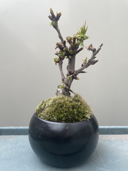 画像1: No.TB0401  旭山桜　盆栽 (1)