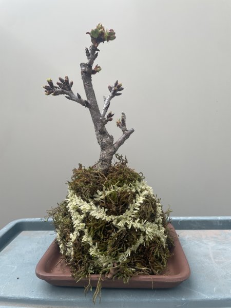 画像1: No.TB0402  旭山桜　苔玉（トレイ付き） (1)