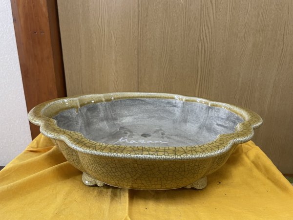 画像1: SA6455  真山　木瓜　13号 (1)