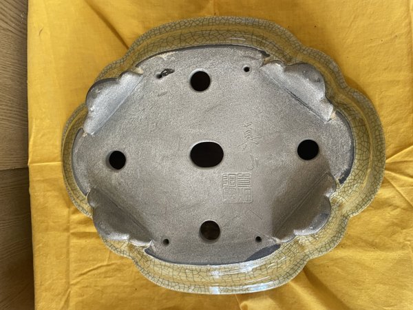 画像3: SA6455  真山　木瓜　13号 (3)