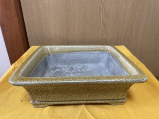 新着商品ページ ｜ 盆栽ネットワーク・ジャパン
