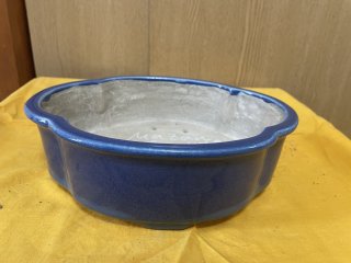 新着商品ページ ｜ 盆栽ネットワーク・ジャパン