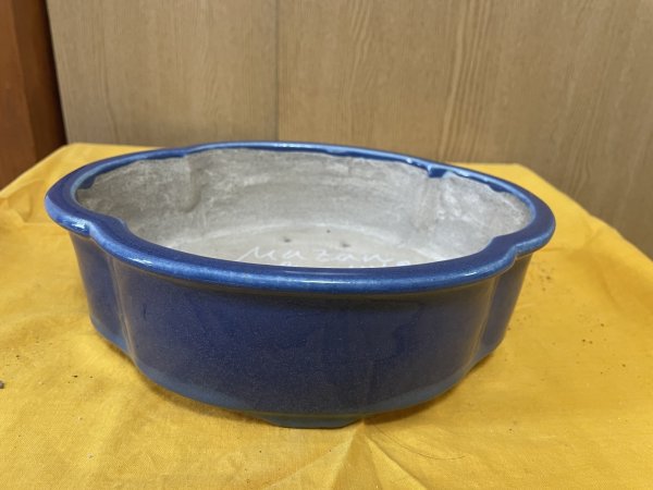 画像1: SA6468  真山　新型木瓜　8号 (1)