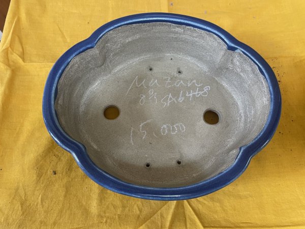 画像2: SA6468  真山　新型木瓜　8号 (2)