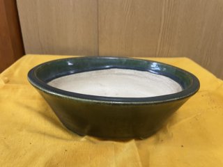 新着商品ページ ｜ 盆栽ネットワーク・ジャパン
