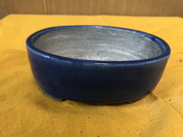 画像1: SA6488  里美　小判5号単色 (1)