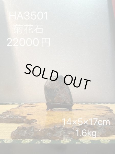 画像7: No.HA3501  菊花石 (7)