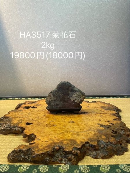 画像7: No.HA3517  菊花石 (7)