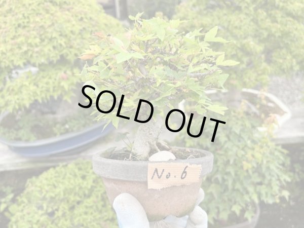 画像2: No.MK3706  楓 (2)