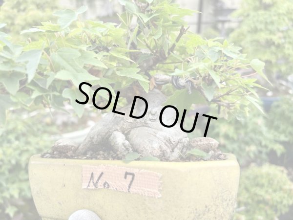 画像2: No.MK3707  楓 (2)