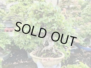 特選小品盆栽 - Bonsai Network Japan