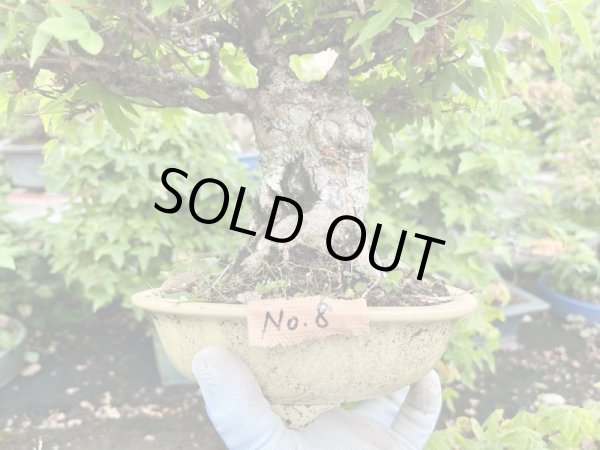 画像2: No.MK3708  楓 (2)