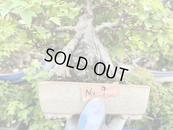 画像2: No.MK3709  楓石付 (2)