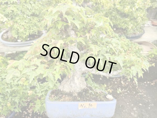 画像2: No.MK3710  楓 (2)