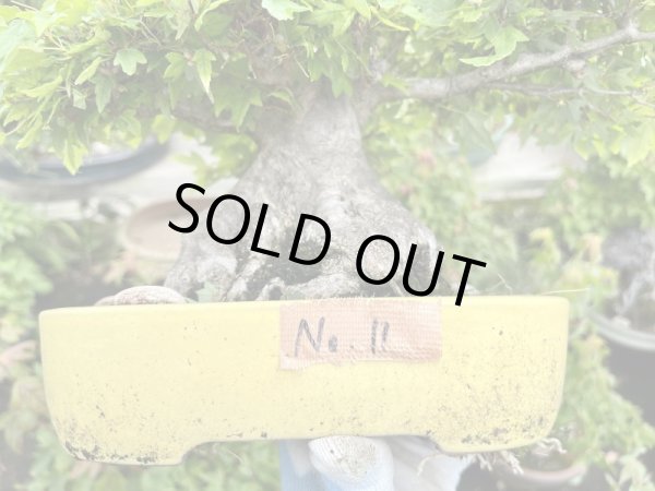 画像2: No.MK3711  楓 (2)