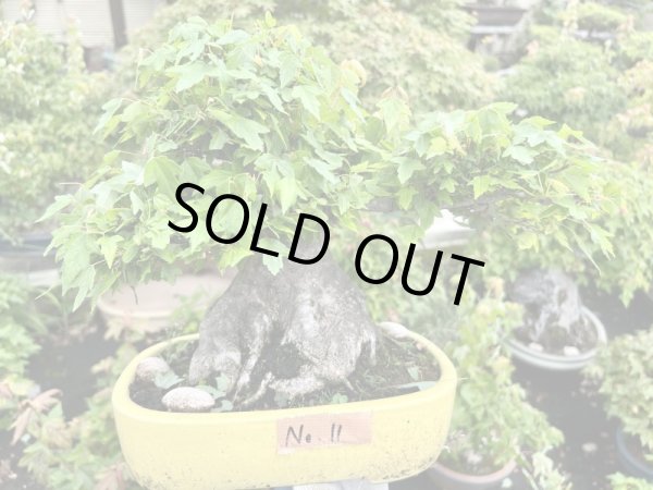 画像3: No.MK3711  楓 (3)