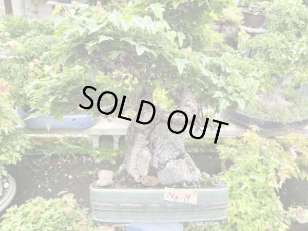 画像3: No.MK3714  楓石付 (3)